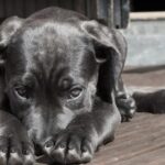 Aprueba Chile vacuna AstraZeneca/Oxford, la tercera hasta ahora