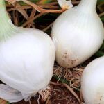 AMLO presentará informe trimestral el 30 de marzo