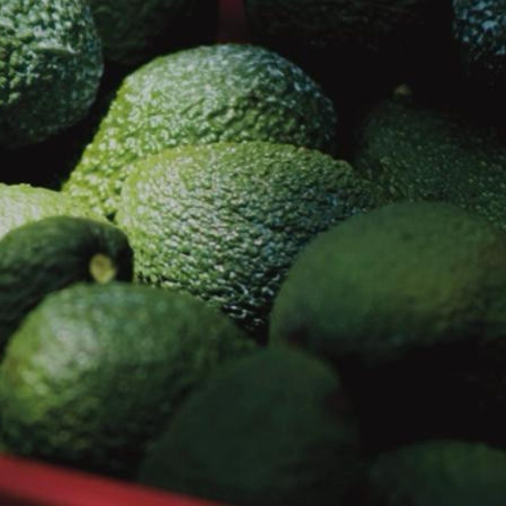 El crimen organizado sangra el 'oro verde' de México: extorsión a productores de limón y aguacate supera los 10 mil millones al año